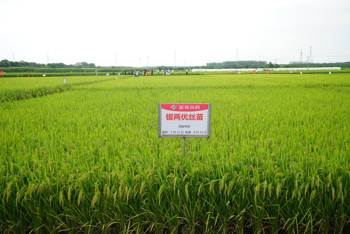 银两优丝苗2.jpg 银两优丝苗2.jpg