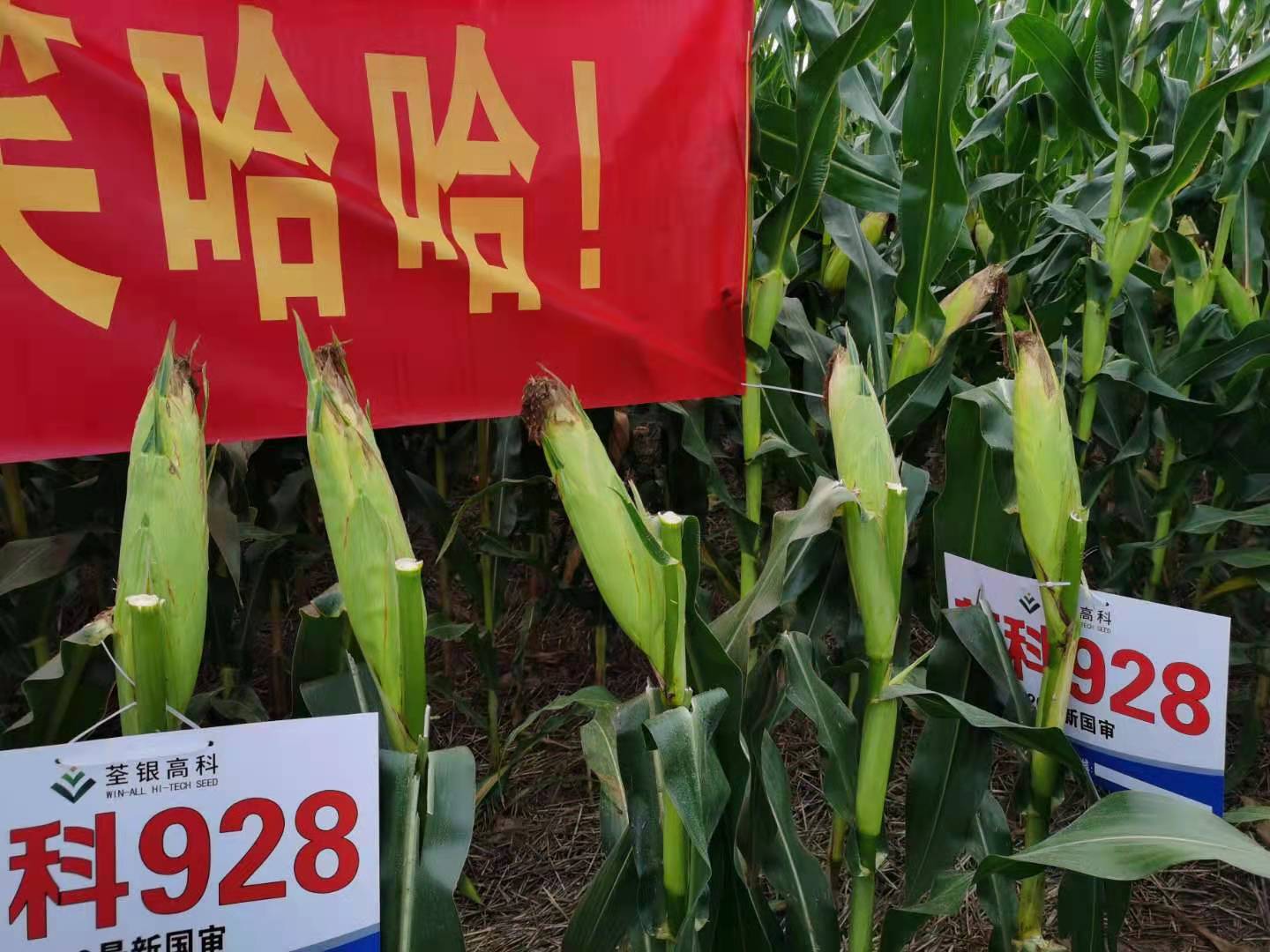 荃科928-穗子大、穗子匀.jpg 荃科928-穗子大、穗子匀.jpg