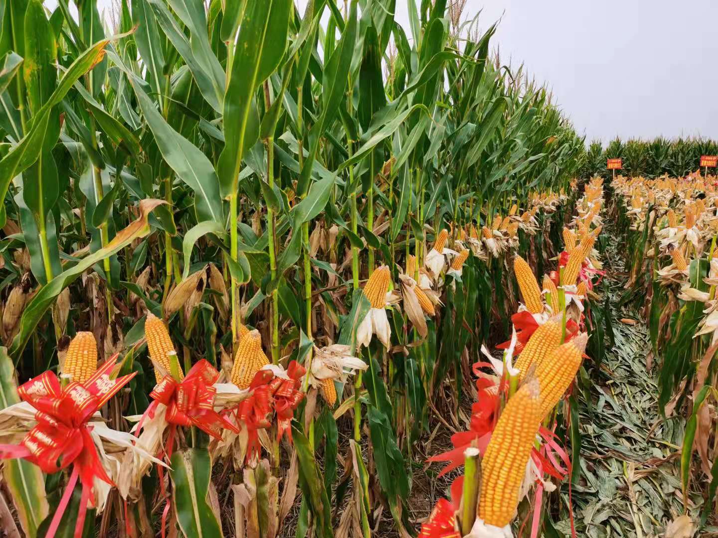 泽玉8911大田.jpg 泽玉8911大田.jpg