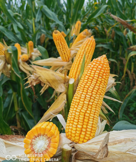 微信截图_20210104160914.png 微信截图_20210104160914.png