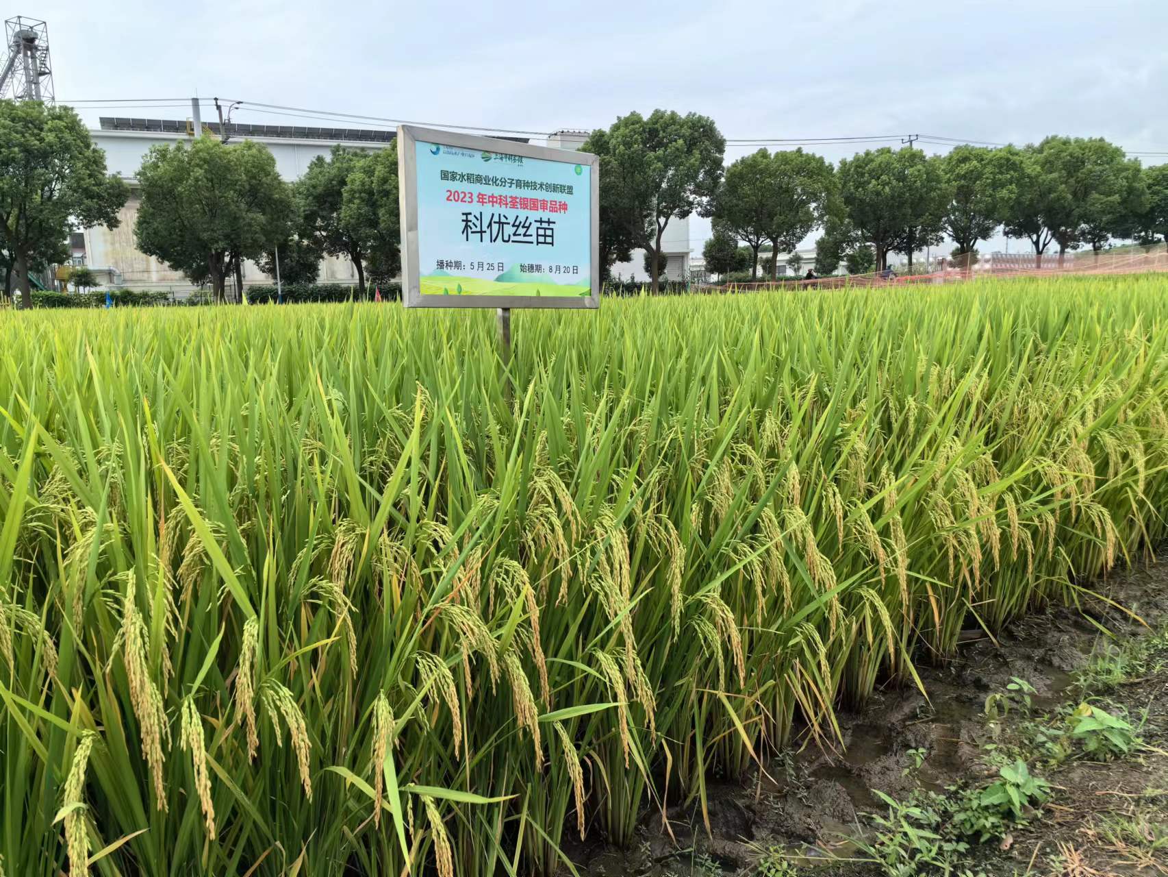 科优丝苗-3.jpg 科优丝苗-3.jpg