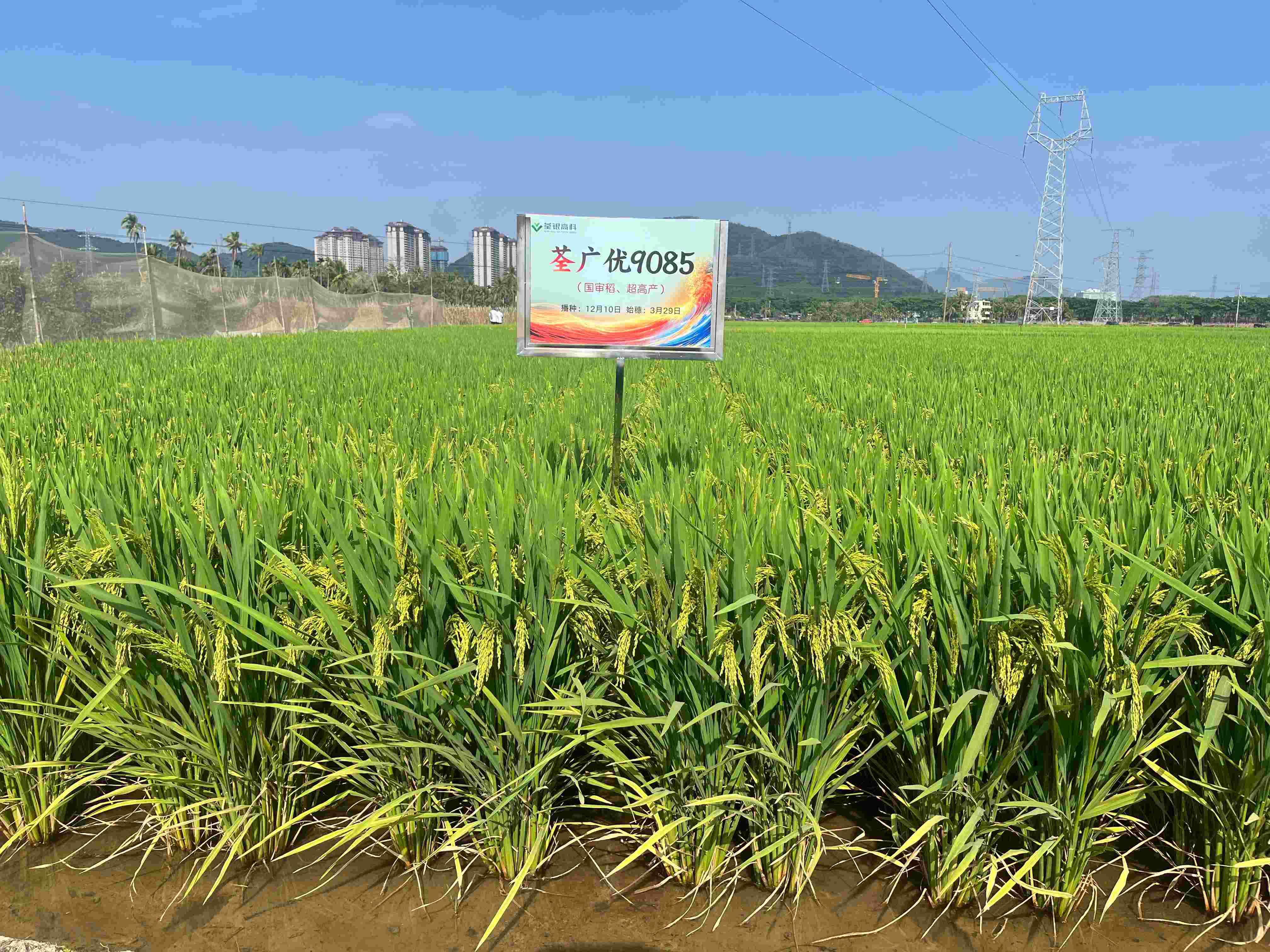 荃广优9085 (2).jpg 荃广优9085 (2).jpg