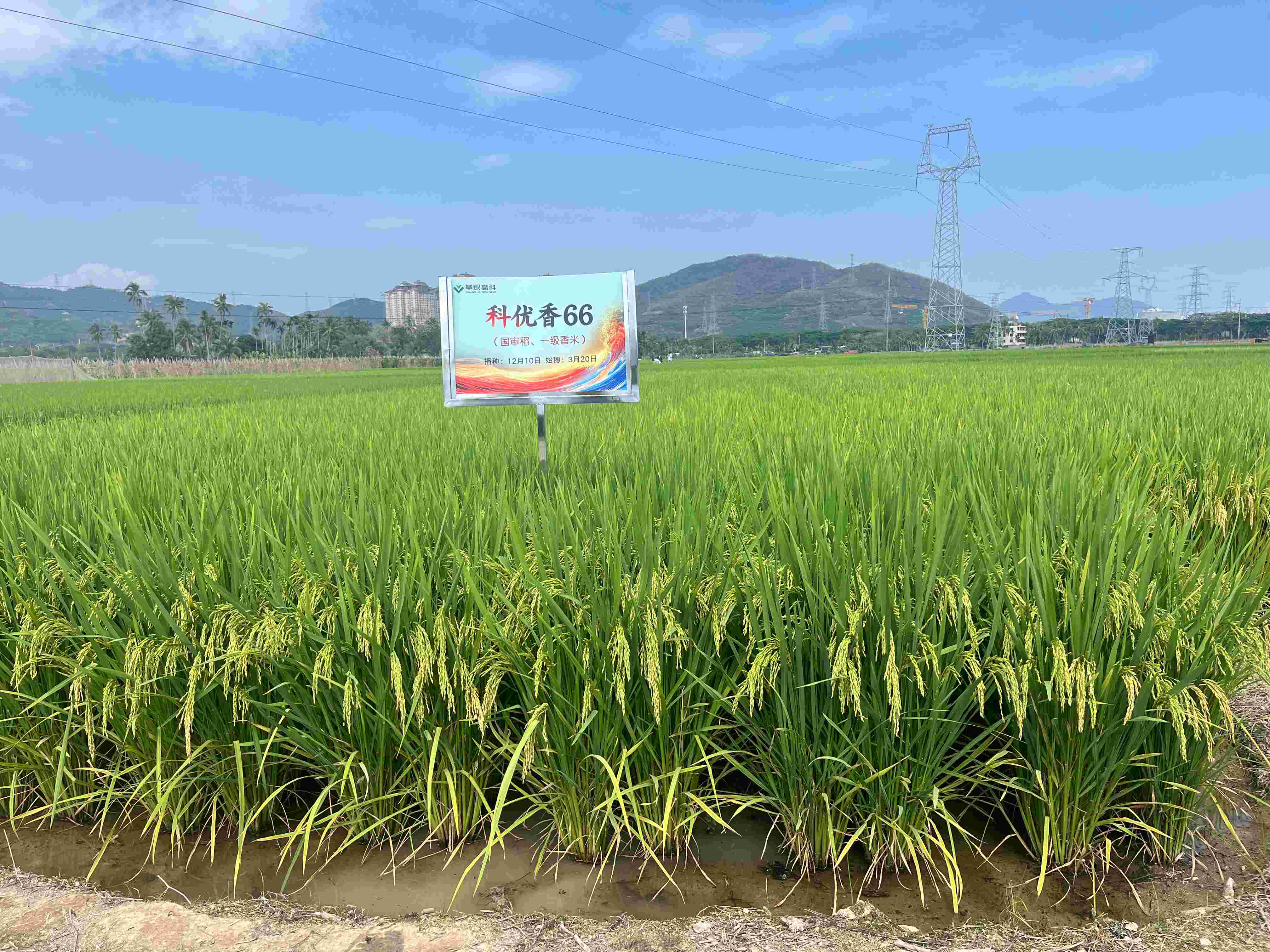 科优香66 (2).jpg 科优香66 (2).jpg